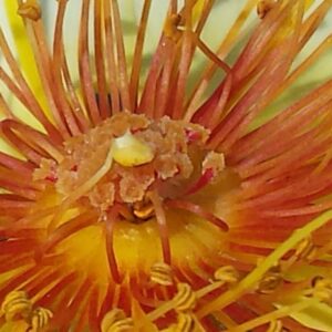 Blumenah Blumenah